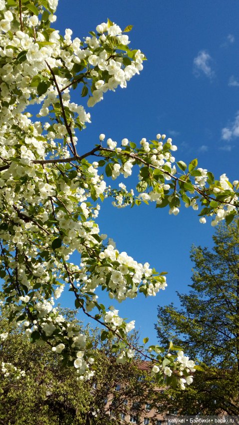 Занимательная ботаника с Кварком