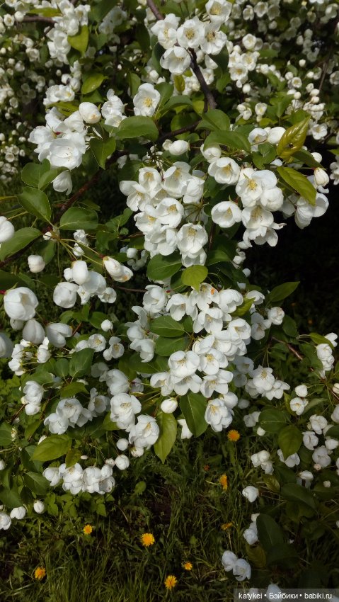 Занимательная ботаника с Кварком