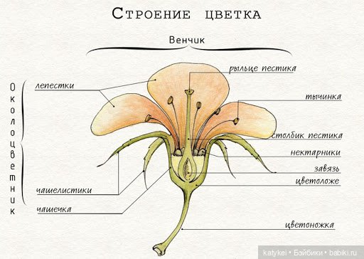 Занимательная ботаника с Кварком