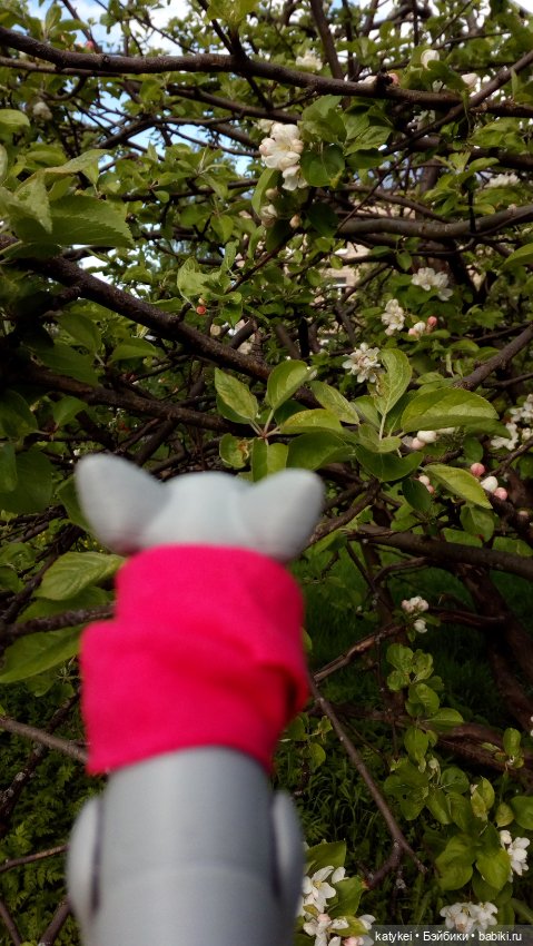 Занимательная ботаника с Кварком