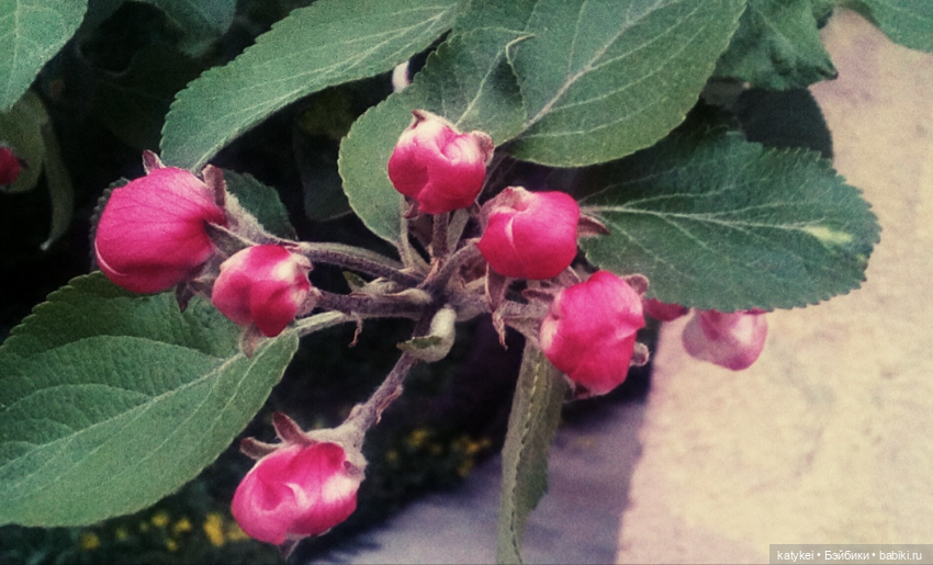 Занимательная ботаника с Кварком