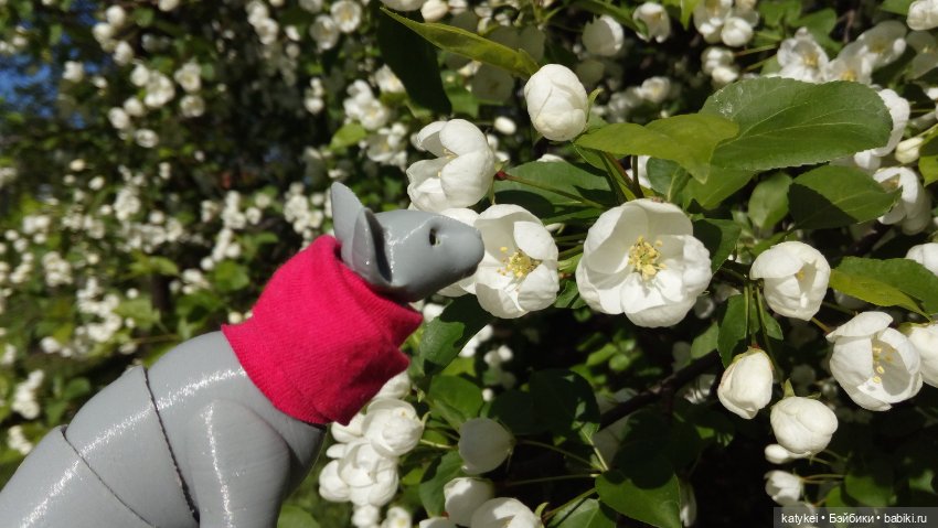 Занимательная ботаника с Кварком