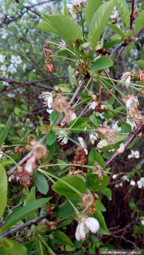 Занимательная ботаника с Кварком