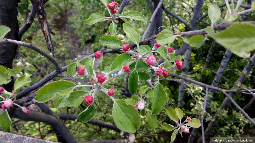 Занимательная ботаника с Кварком