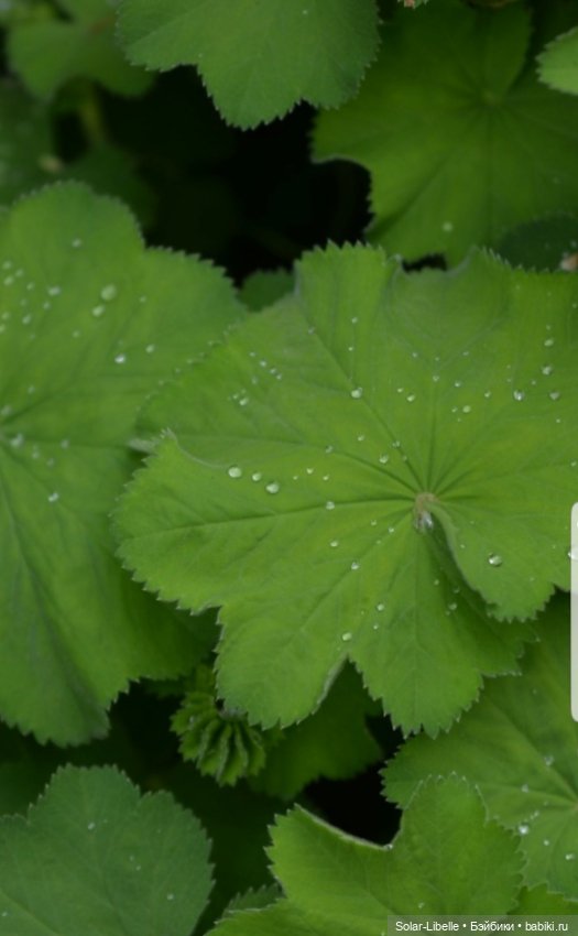 Frohnleiten. Весна и куколки