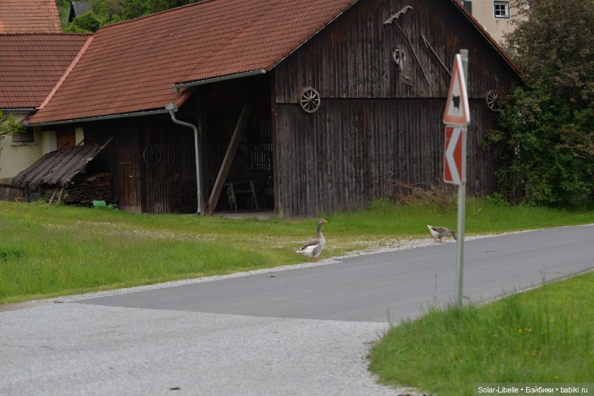 Frohnleiten. Весна и куколки (фото 8)