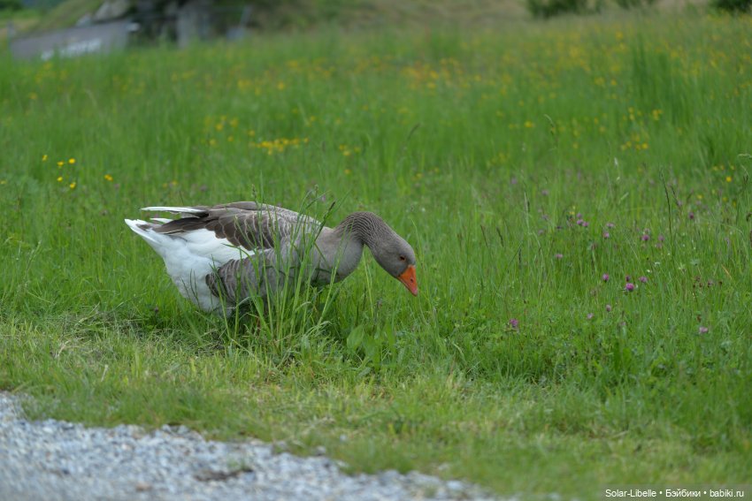 Frohnleiten. Весна и куколки (фото 6)