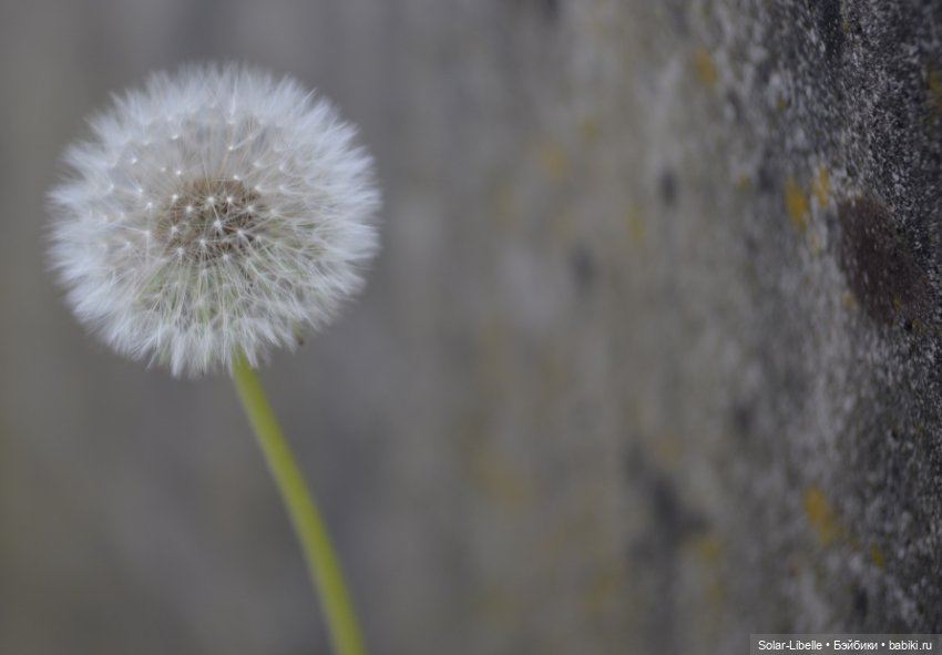 Frohnleiten. Весна и куколки