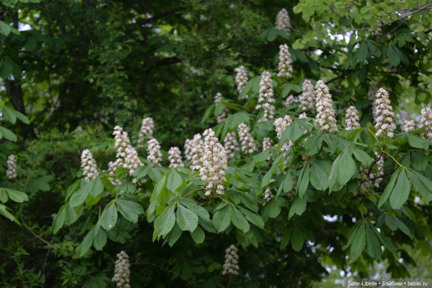 Frohnleiten. Весна и куколки