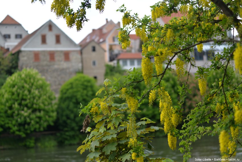 Frohnleiten. Весна и куколки
