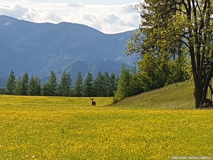 Frohnleiten. Весна и куколки