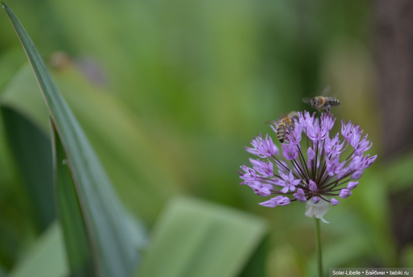 Frohnleiten. Весна и куколки