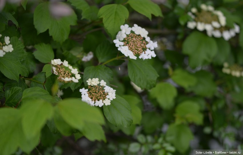 Frohnleiten. Весна и куколки