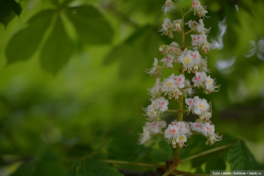 Frohnleiten. Весна и куколки