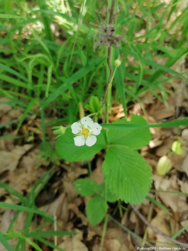 По дороге с облаками — Красивая природа и цветы: фото пейзажей (фото 10)