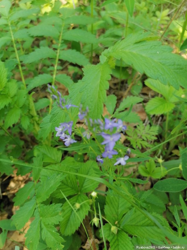 По дороге с облаками — Красивая природа и цветы: фото пейзажей
