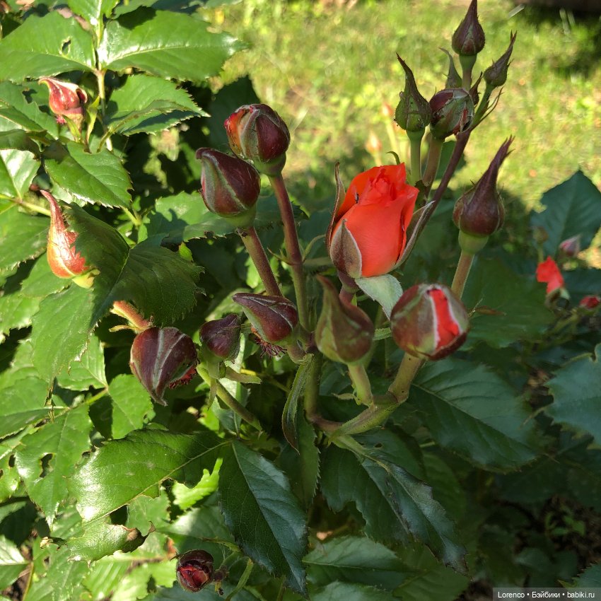 Первый день лета — Испанские куклы (разное): Vestida de Azul