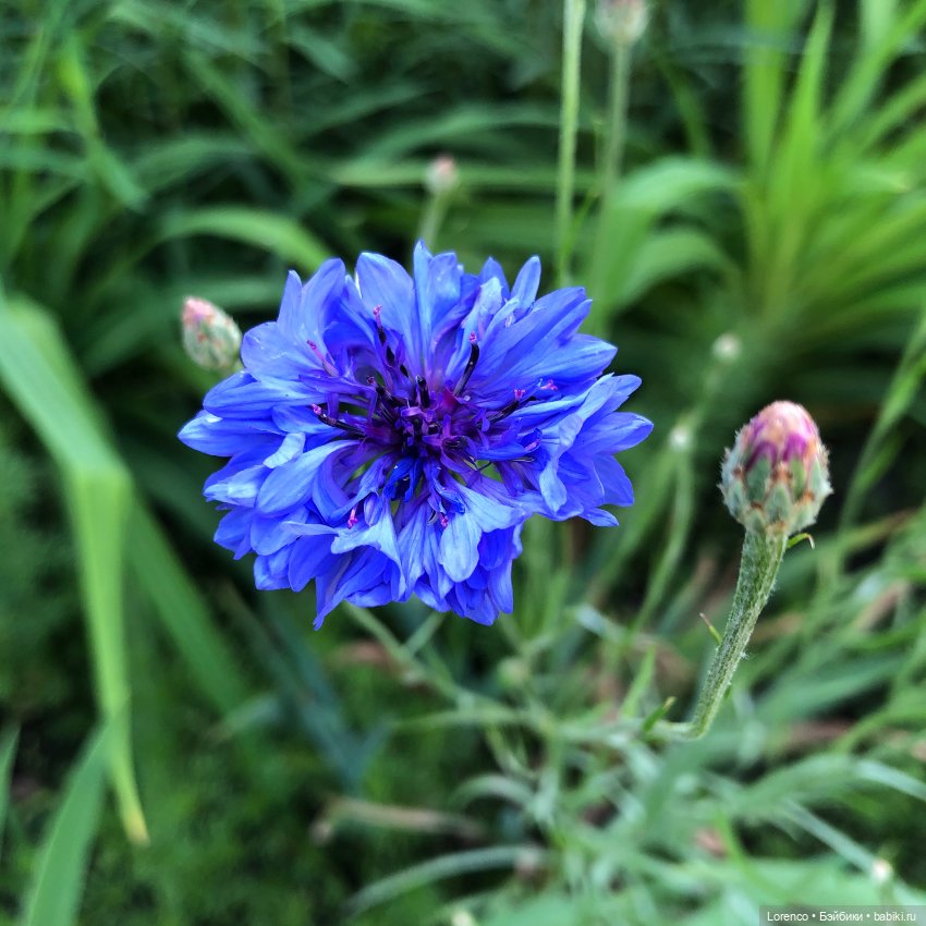 Первый день лета — Испанские куклы (разное): Vestida de Azul
