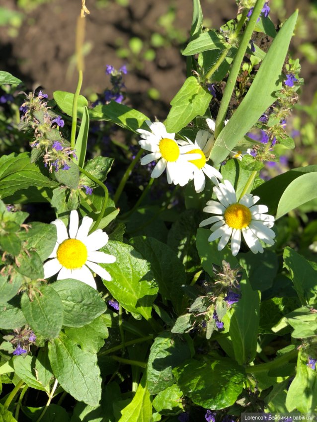 Первый день лета — Испанские куклы (разное): Vestida de Azul