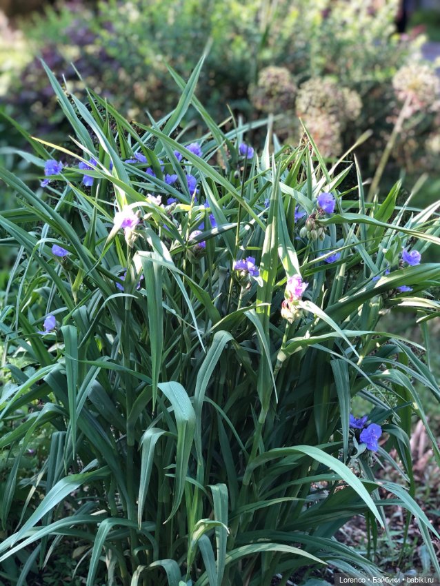 Первый день лета — Испанские куклы (разное): Vestida de Azul