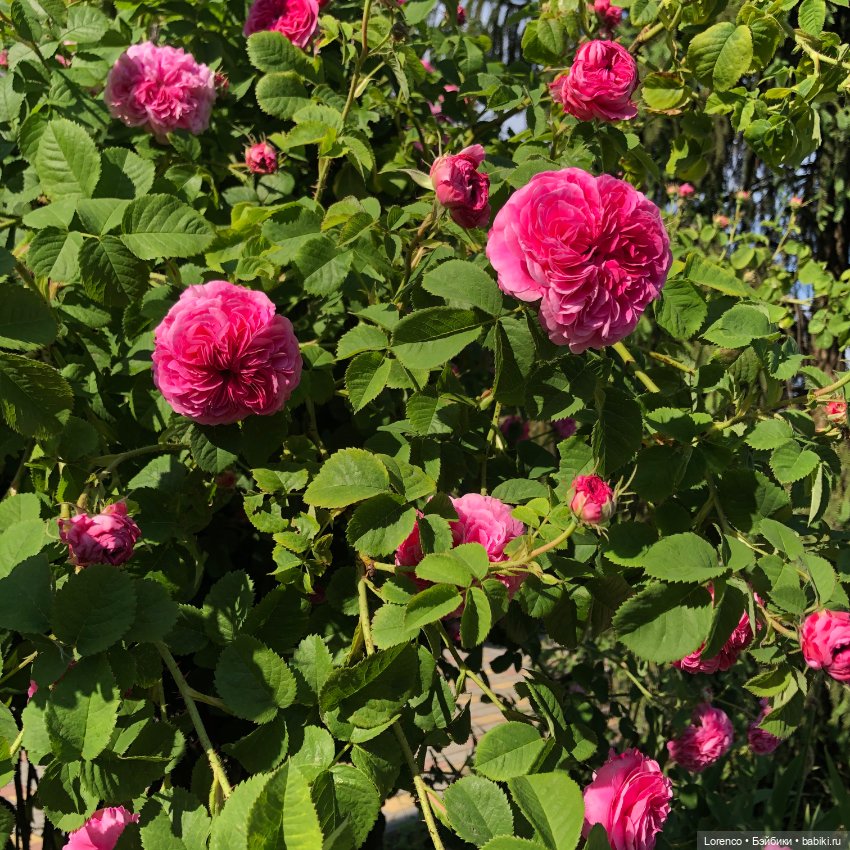 Первый день лета — Испанские куклы (разное): Vestida de Azul (фото 8)