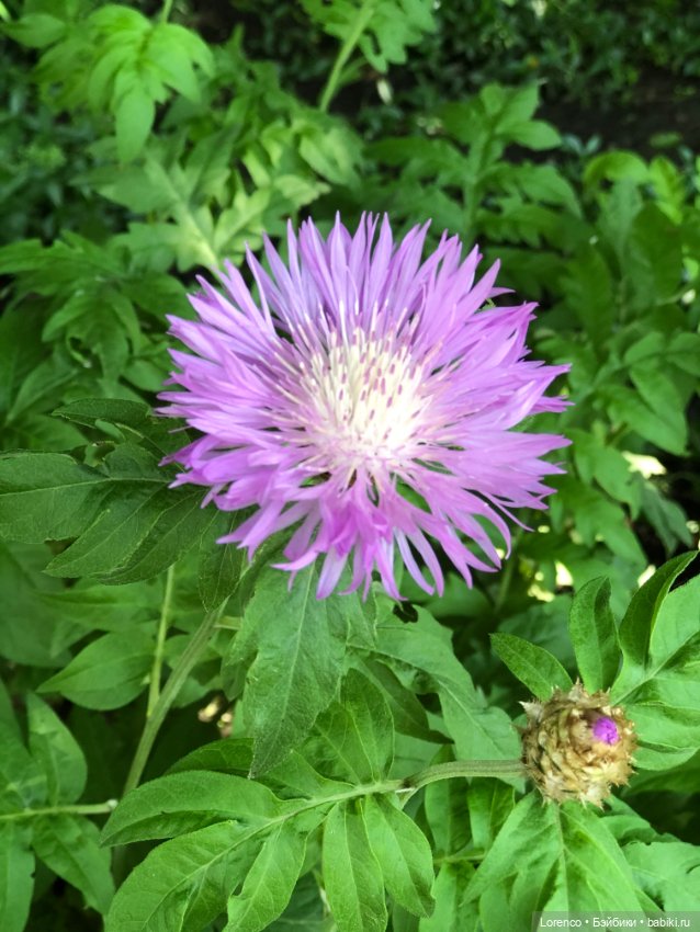 Первый день лета — Испанские куклы (разное): Vestida de Azul