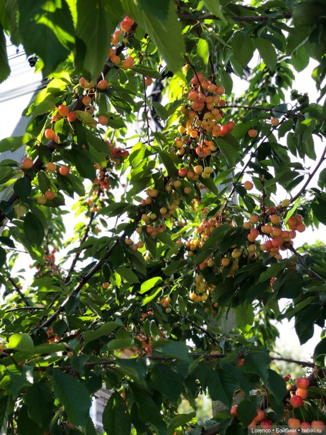 Первый день лета — Испанские куклы (разное): Vestida de Azul (фото 4)