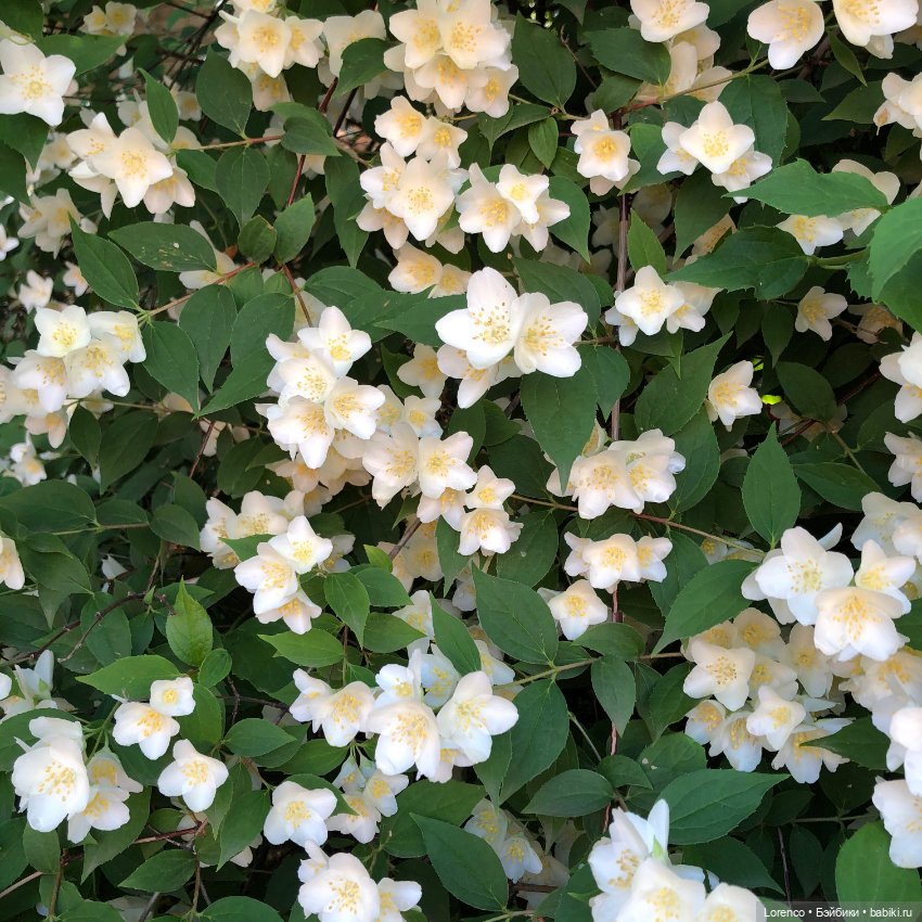 Первый день лета — Испанские куклы (разное): Vestida de Azul