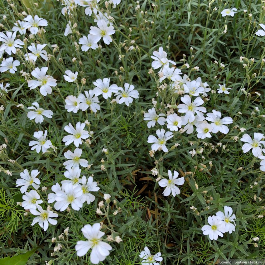 Первый день лета — Испанские куклы (разное): Vestida de Azul