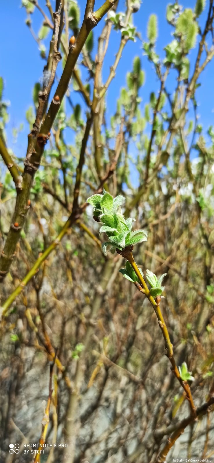 2 июня в Заполярье. И как выглядит час ночи