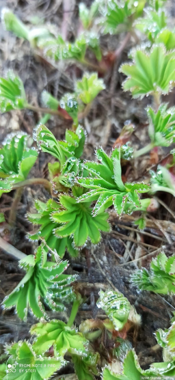 2 июня в Заполярье. И как выглядит час ночи