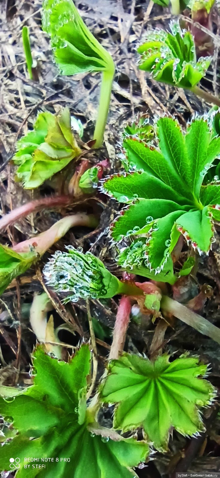 2 июня в Заполярье. И как выглядит час ночи