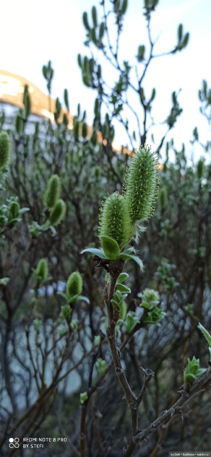 2 июня в Заполярье. И как выглядит час ночи
