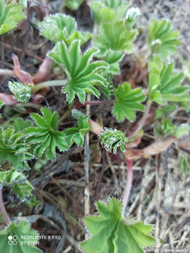 2 июня в Заполярье. И как выглядит час ночи