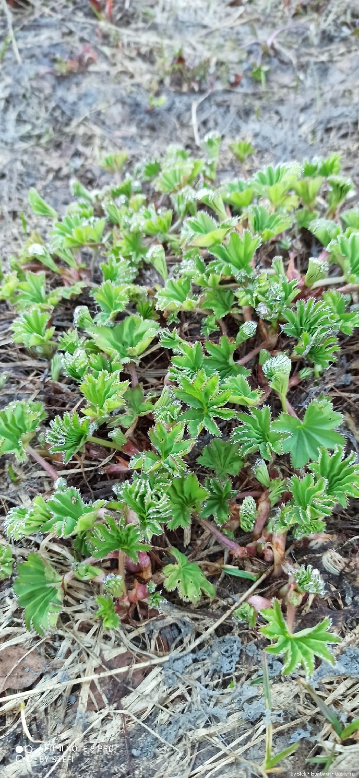 2 июня в Заполярье. И как выглядит час ночи