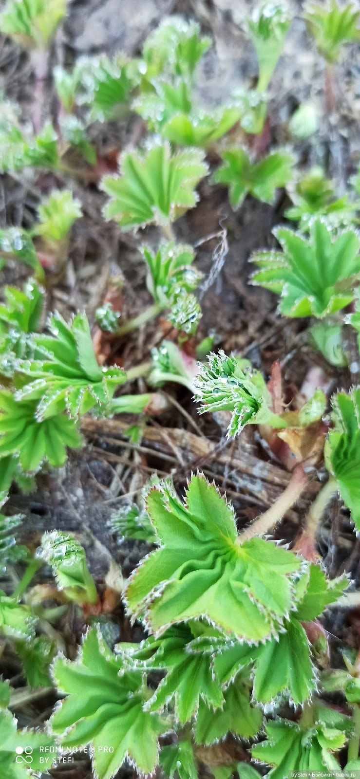 2 июня в Заполярье. И как выглядит час ночи