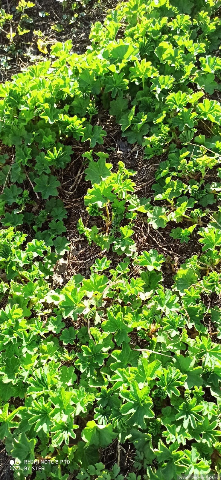 2 июня в Заполярье. И как выглядит час ночи