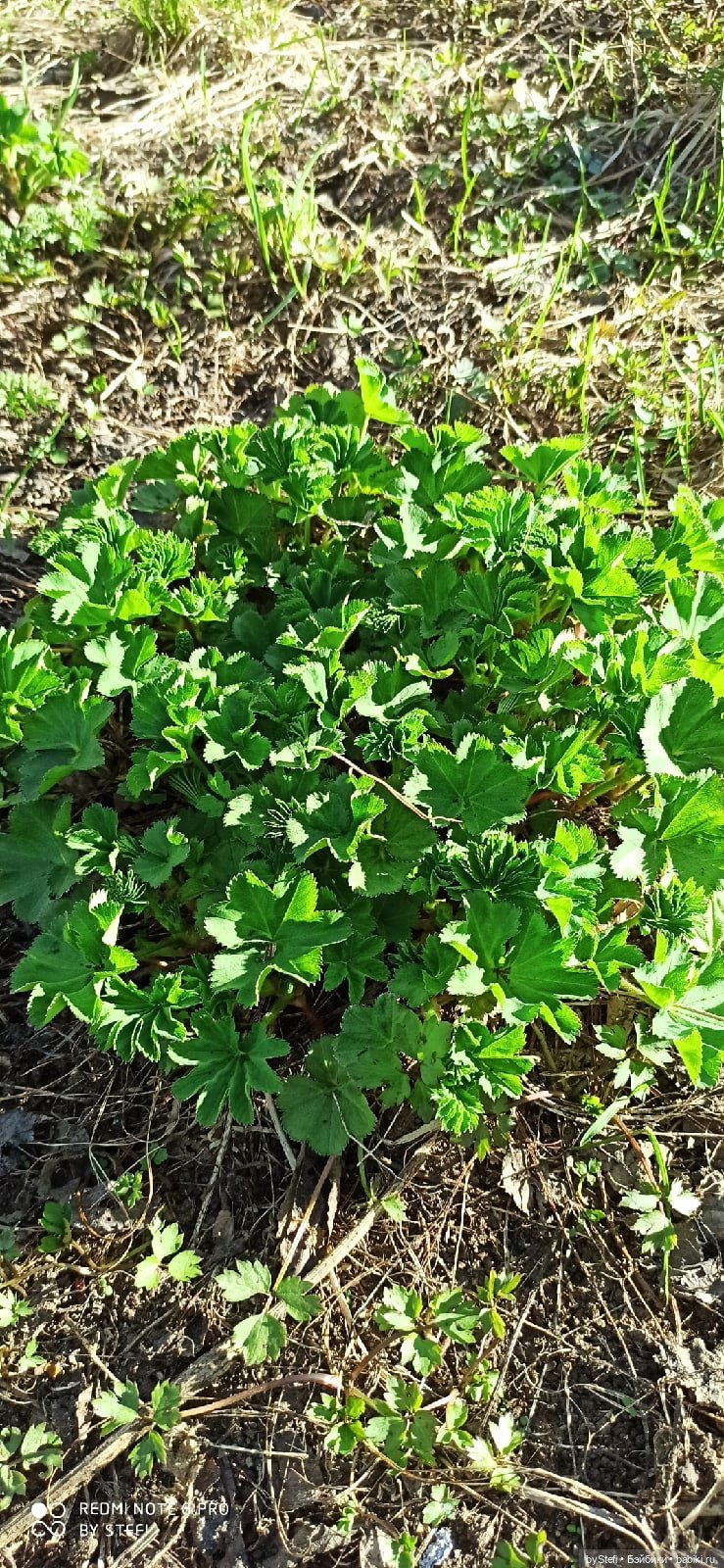 2 июня в Заполярье. И как выглядит час ночи