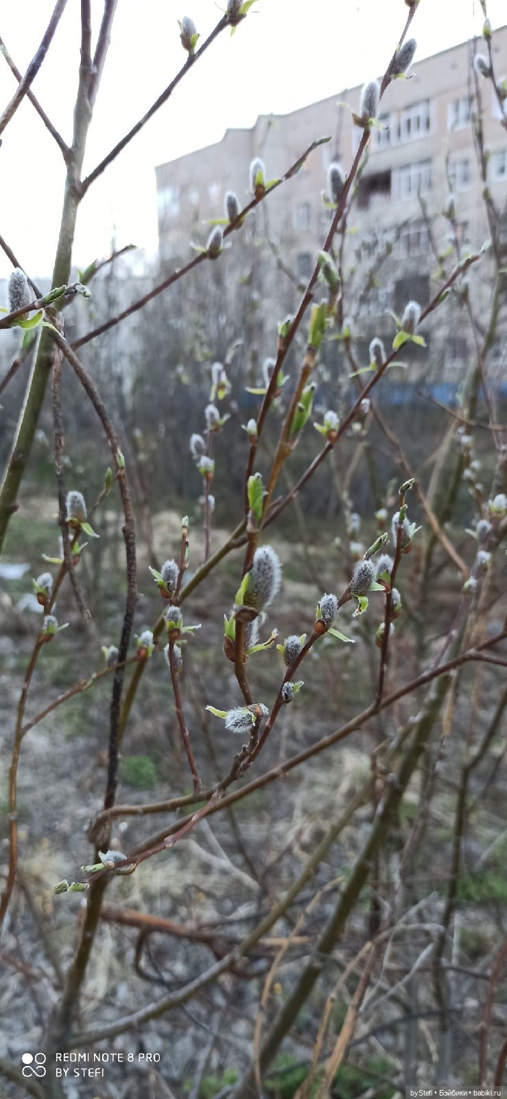 2 июня в Заполярье. И как выглядит час ночи (фото 10)