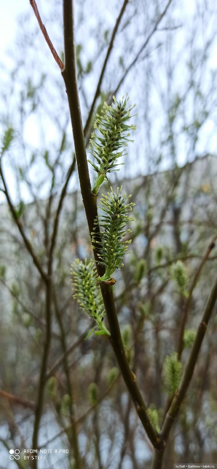 2 июня в Заполярье. И как выглядит час ночи