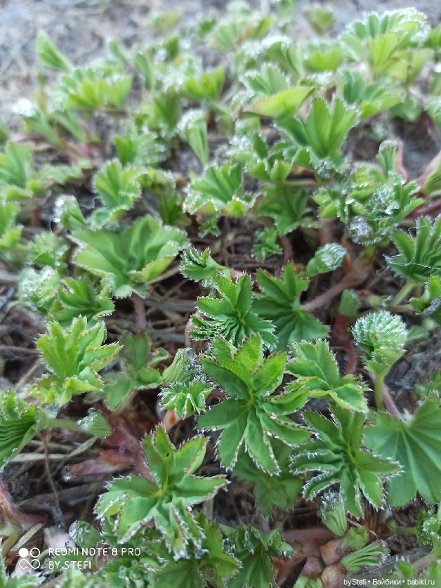 2 июня в Заполярье. И как выглядит час ночи
