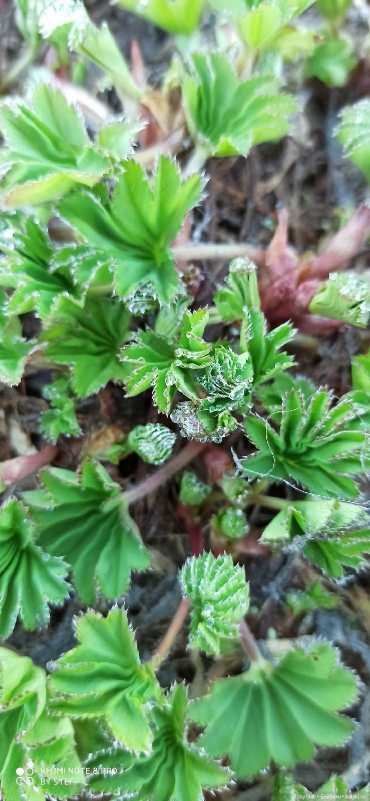 2 июня в Заполярье. И как выглядит час ночи (фото 2)