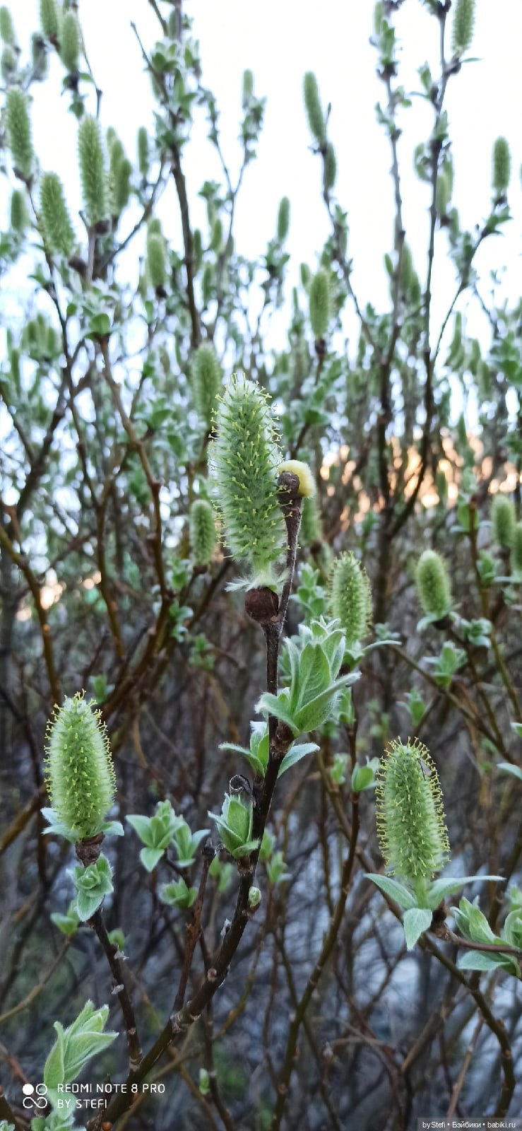 2 июня в Заполярье. И как выглядит час ночи