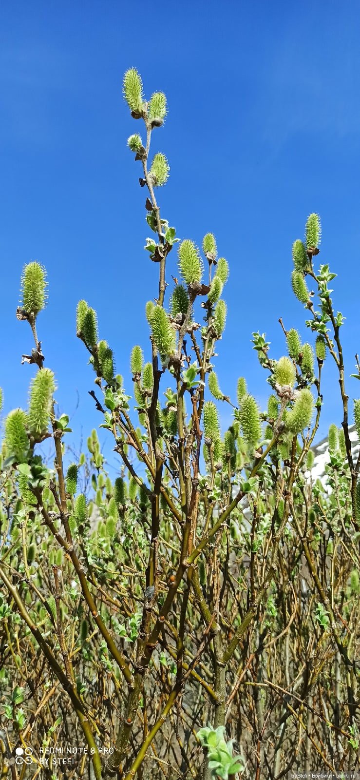 2 июня в Заполярье. И как выглядит час ночи