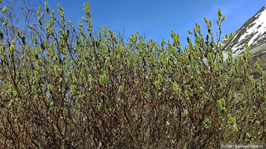 2 июня в Заполярье. И как выглядит час ночи