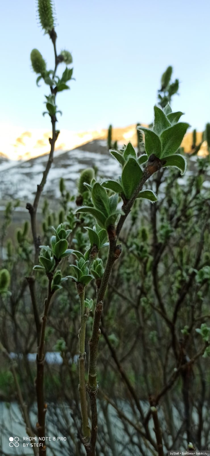 2 июня в Заполярье. И как выглядит час ночи (фото 7)
