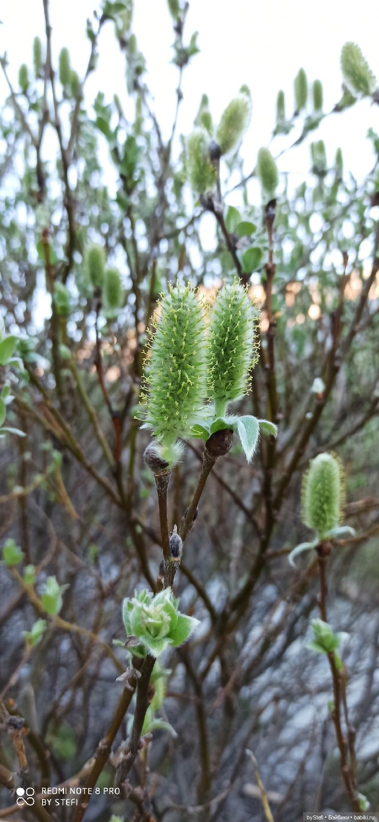2 июня в Заполярье. И как выглядит час ночи (фото 8)