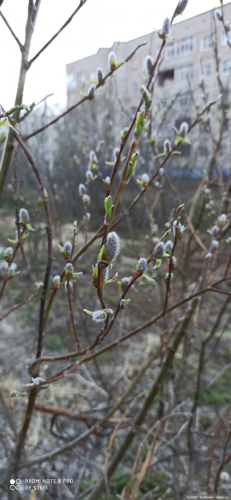 2 июня в Заполярье. И как выглядит час ночи (фото 6)