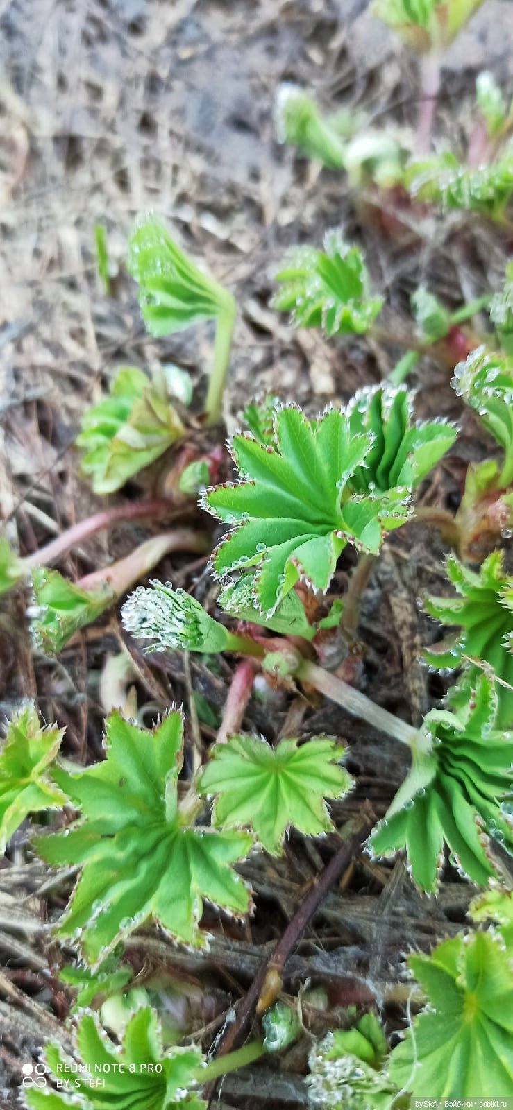2 июня в Заполярье. И как выглядит час ночи