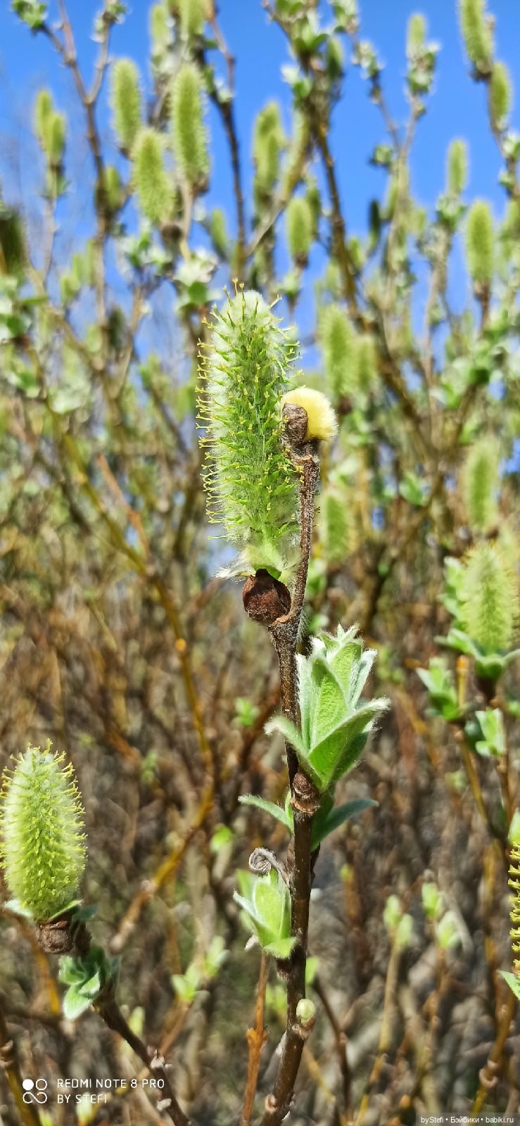 2 июня в Заполярье. И как выглядит час ночи